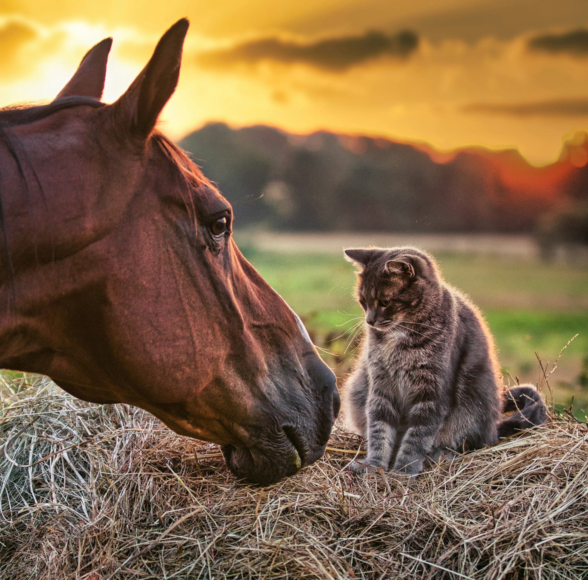 Weekend FTB: Leafs horsing around
