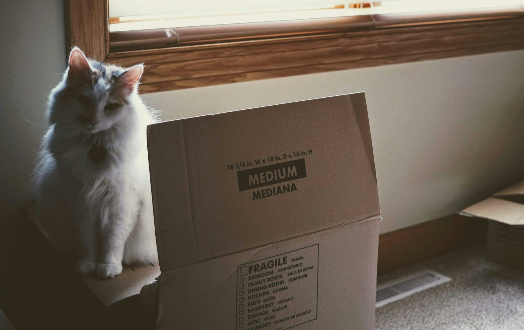 Saturday FTB: The AHL is returning to Hamilton. Why?