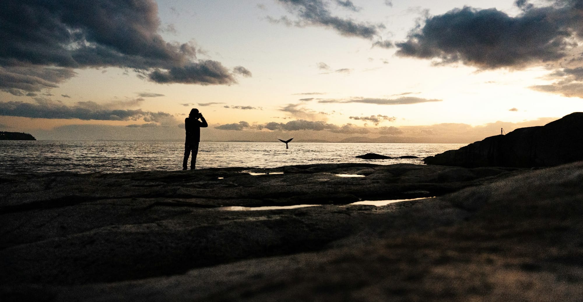 Saturday's FTB: Whale watching