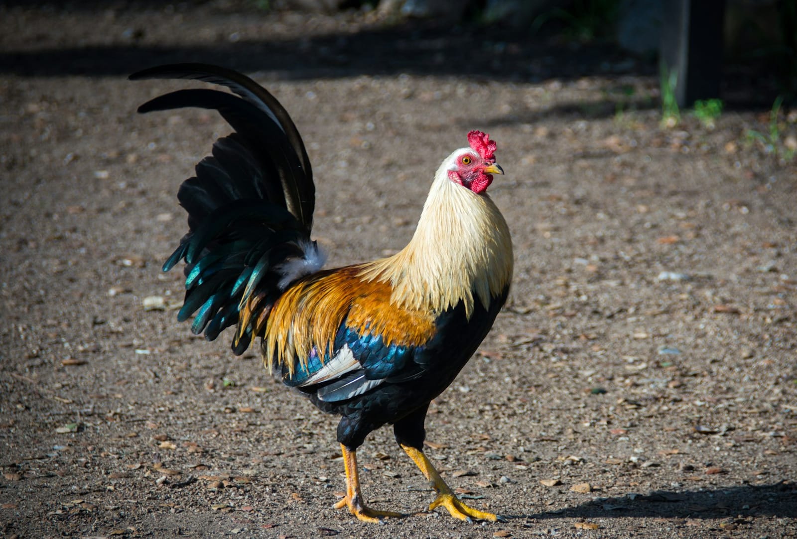 Wednesday's FTB: Willy saves the day