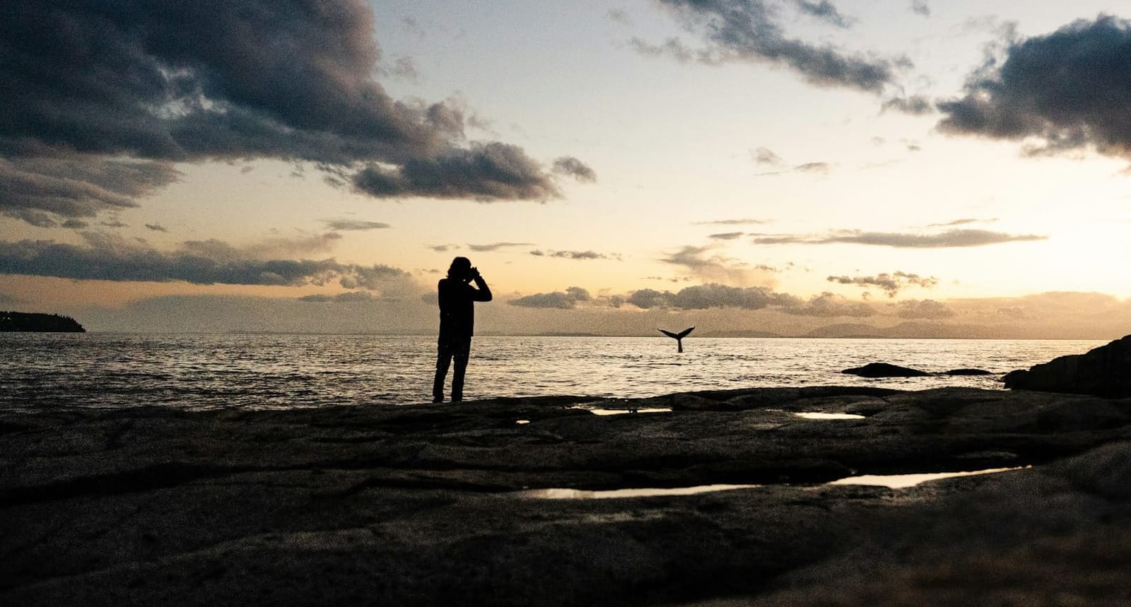 Saturday's FTB: Whale watching