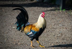 Wednesday's FTB: Willy saves the day