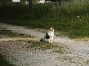 Wednesday's FTB: Finding a way out of the wilderness