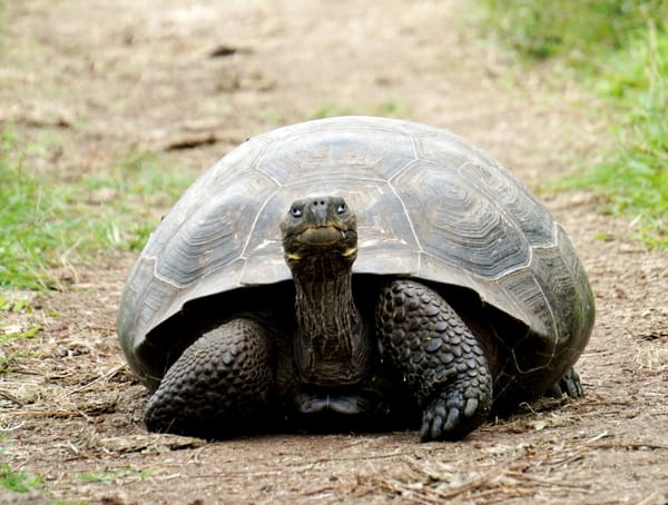 Tuesday FTB: IIHF mandates neck protection