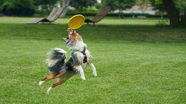 Five goal comeback in the third, Leafs lose in overtime