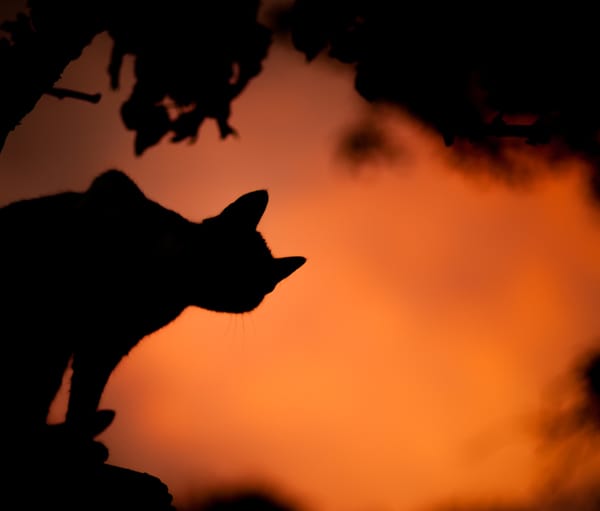 Leafs @ Kings GDT: Who's still awake?