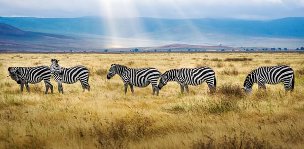 Recap: Five Leafs wins in a row