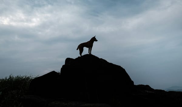 Leafs @ Coyotes GDT: Mini arena edition