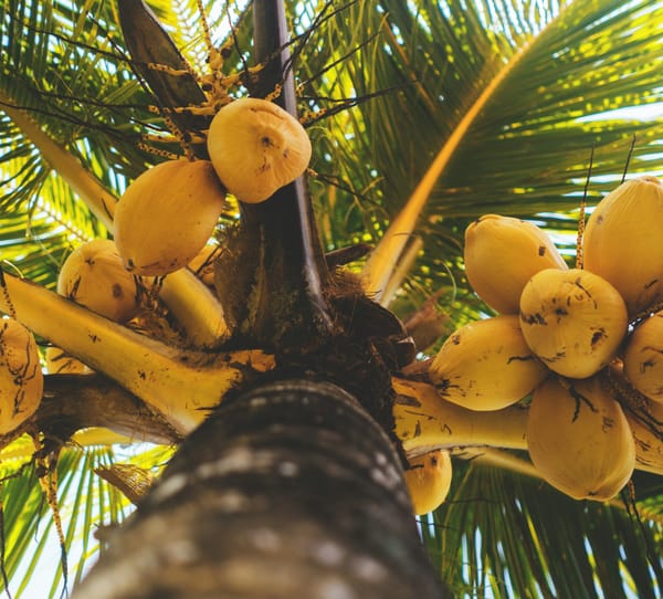 GDT: Leafs vs. Oilers