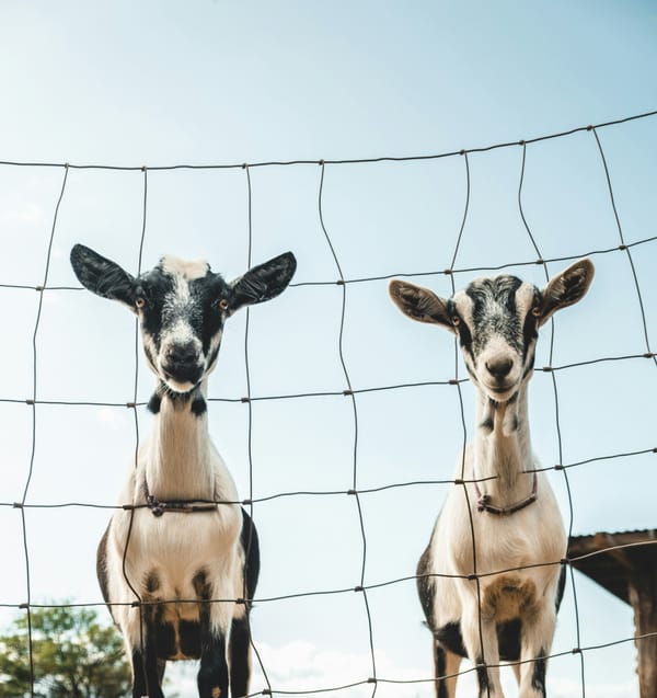 Friday FTB: Matthews passes Sundin in even strength goals