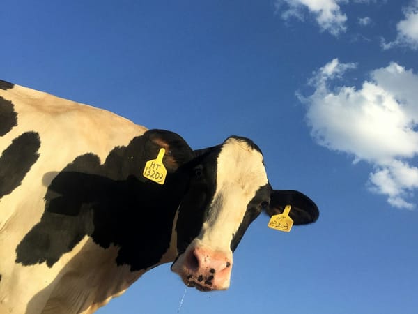 Recap: William Nylander finally scores in his hometown