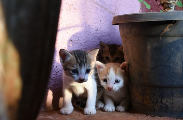 Weekend FTB: The baby Leafs are playing this weekend!