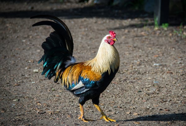 Wednesday's FTB: Willy saves the day