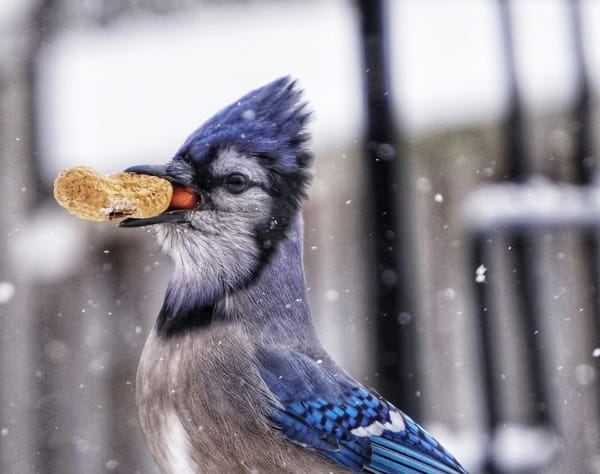 Saturday FTB: Sorry Leafs, it's not your time yet