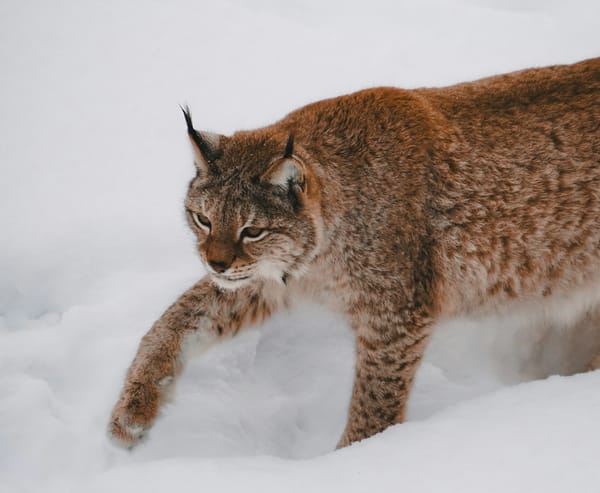 Sunday's FTB: Playing on the ice for gold